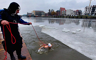 Lodowe pływanie pod okiem wicemistrza świata. Na kąpiel w rzece Elbląg potrzebna była zgoda Urzędu Morskiego w Gdyni